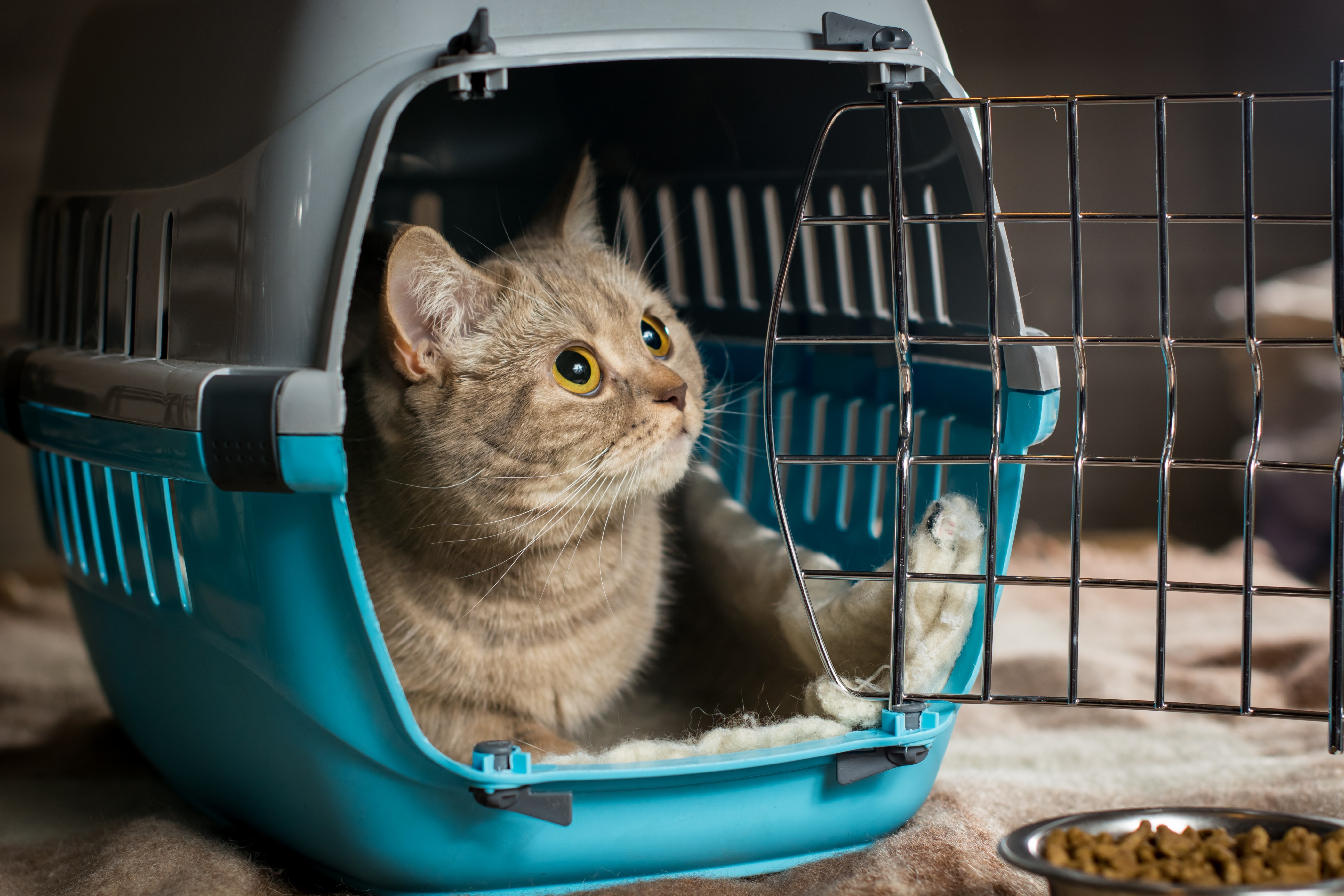 The Law for Microchipping Cats is Changing! 🙀 identibase Blog