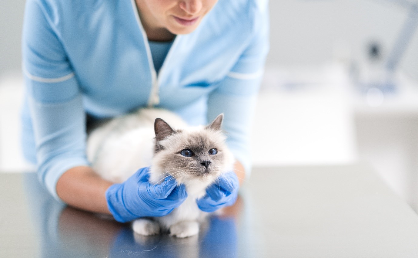 How to get your cat microchipped 😸 identibase Blog