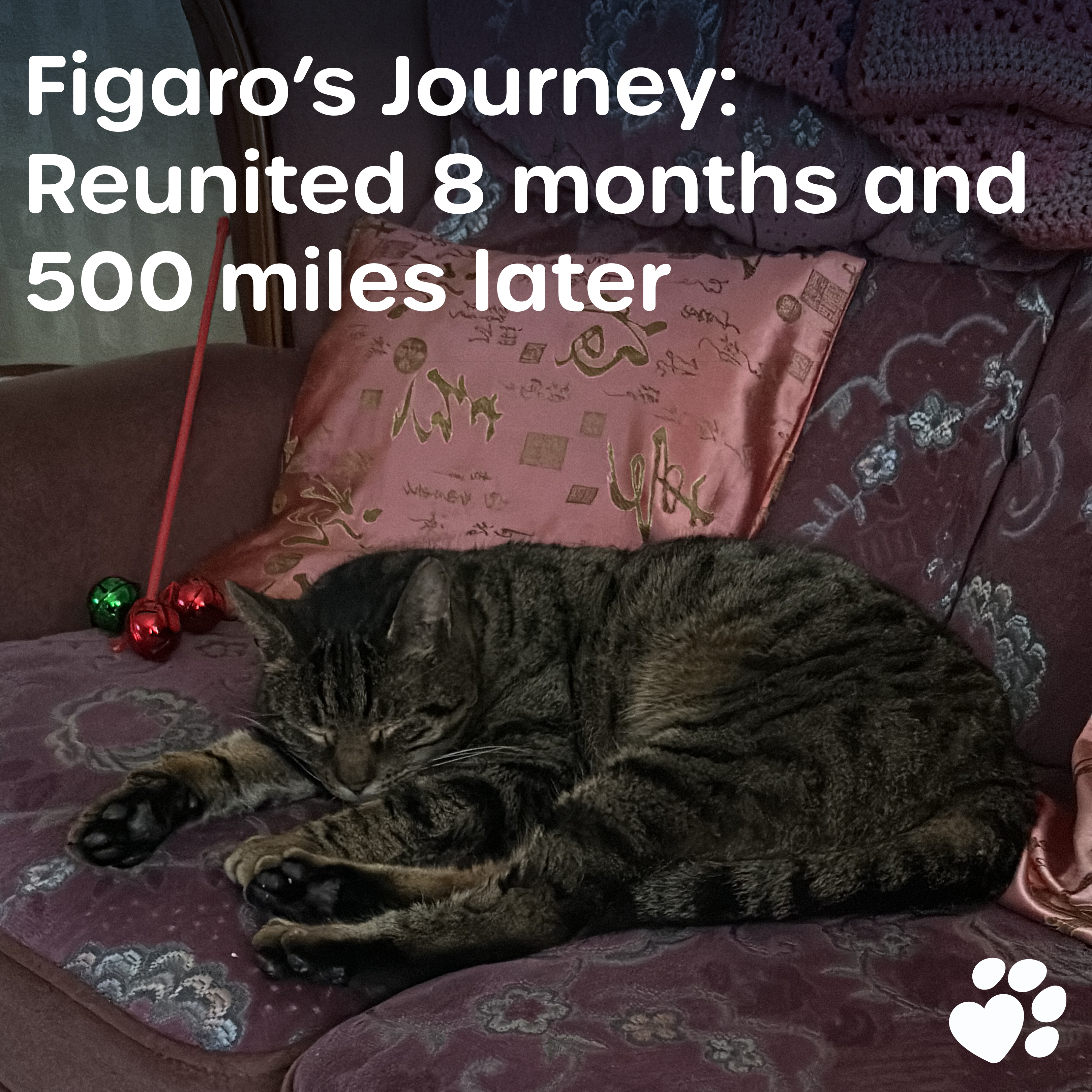 Figaro's Missing Pet Story.png