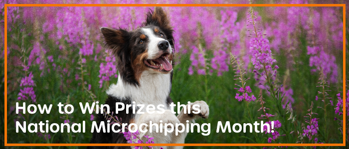 National Microchipping Month blog banner.png